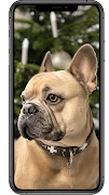 HD Wallpapers & Backgrounds 截圖 3