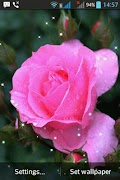Bông hoa hồng captura de pantalla 1