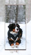 Honden behang screenshot 7