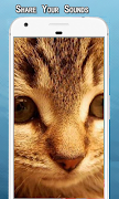 Cat Sounds Ringtone screenshot 1