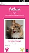 CatCupid poster