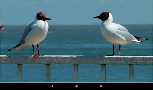 Mejores fondos de gaviota captura de pantalla 6