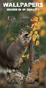 برنامه‌نما Raccoon Wallpapers عکس از صفحه