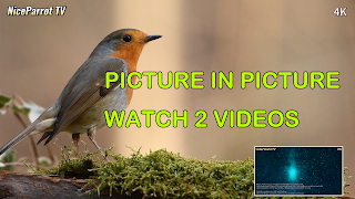 GX IPTV Player Pro capture d'écran 3