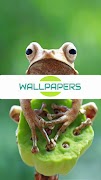cute frog wallpaper screenshot 7