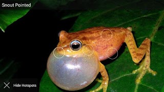 Frog Find syot layar 6