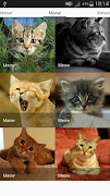 Cats sounds screenshot 5