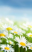 Spring Live Wallpaper پوسٹر