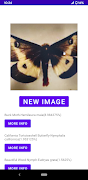Insect identifier screenshot 6