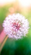 Dandelion Wallpaper screenshot 5