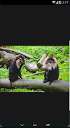 HD Material Monkey ภาพหน้าจอ 2