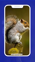 4K Squirrel Wallpapers screenshot 2