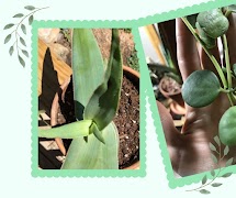 Plant identification Ekran Görüntüsü 2