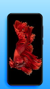 برنامه‌نما Video Live Wallpapers عکس از صفحه