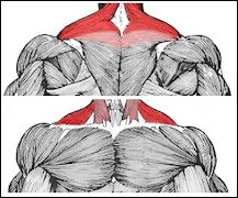All Neck Exercises screenshot 5