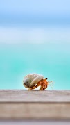 Crab Wallpaper screenshot 1