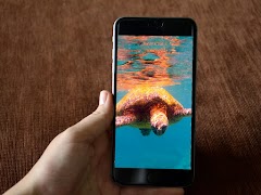 Turtle Wallpaper HD скриншот 3