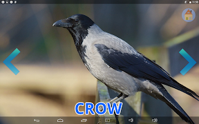 Learning  Animals screenshot 3