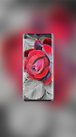 Rose Wallpaper スクリーンショット 1