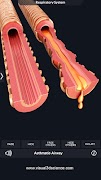 Respiratory System Anatomy screenshot 6