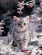Kittens screenshot 5