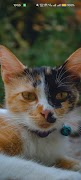 FaunaFrame - Animal Wallpapers screenshot 3