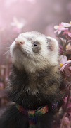 5 Schermata Ferrets Wallpapers