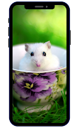 Hình nền hamster bài đăng