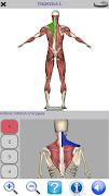 Visual Anatomy Lite screenshot 3
