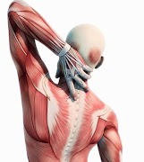 Lerne die freie menschliche An Screenshot 6