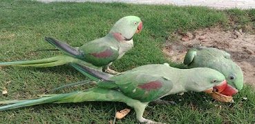 image processing 포스터