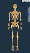 Joints: The Human Levers screenshot 1