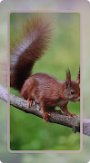 Squirrel Wallpaper screenshot 7