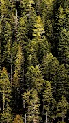 Forest Wallpapers ภาพหน้าจอ 1
