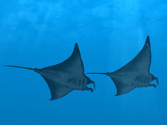 Ocean Dream スクリーンショット 7