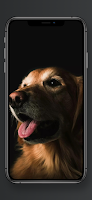Dog Images - Puppy Wallpaper 포스터