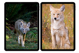 Coyote Wallpaper screenshot 5