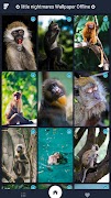 monkey wallpapers offline الملصق