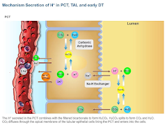 Physiology Extended App screenshot 2