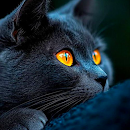 Black Wallpapers APK