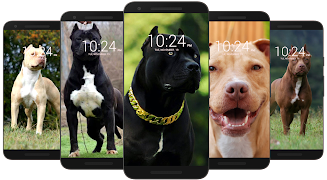 Pitbull Wallpaper HD screenshot 3