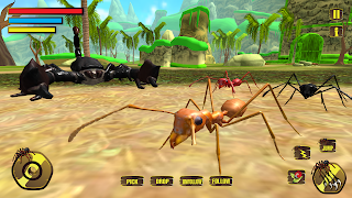 Wild Spider Tarantula Insect syot layar 5