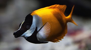 Fish Wallpapers screenshot 2