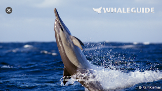 WhaleGuide screenshot 5