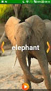 Animal Sounds screenshot 2