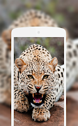 Leopard Wallpaper plakat