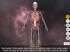 Urinary System Physiology الملصق