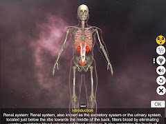 Urinary System Physiology الملصق