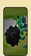 Poster Black Rose