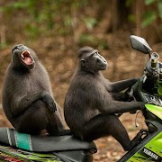 World comedy app ảnh chụp màn hình 2